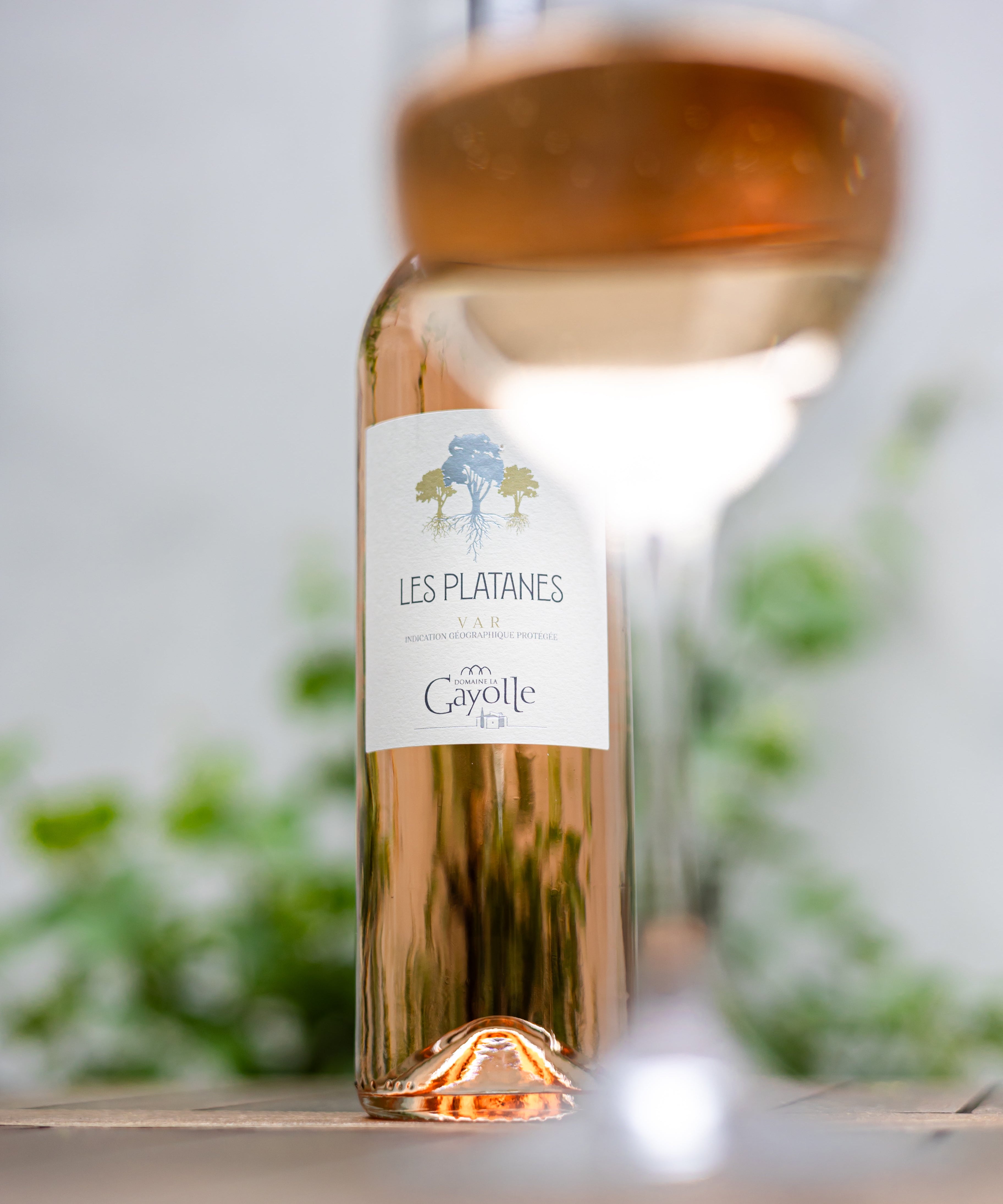 Rosé All Day!