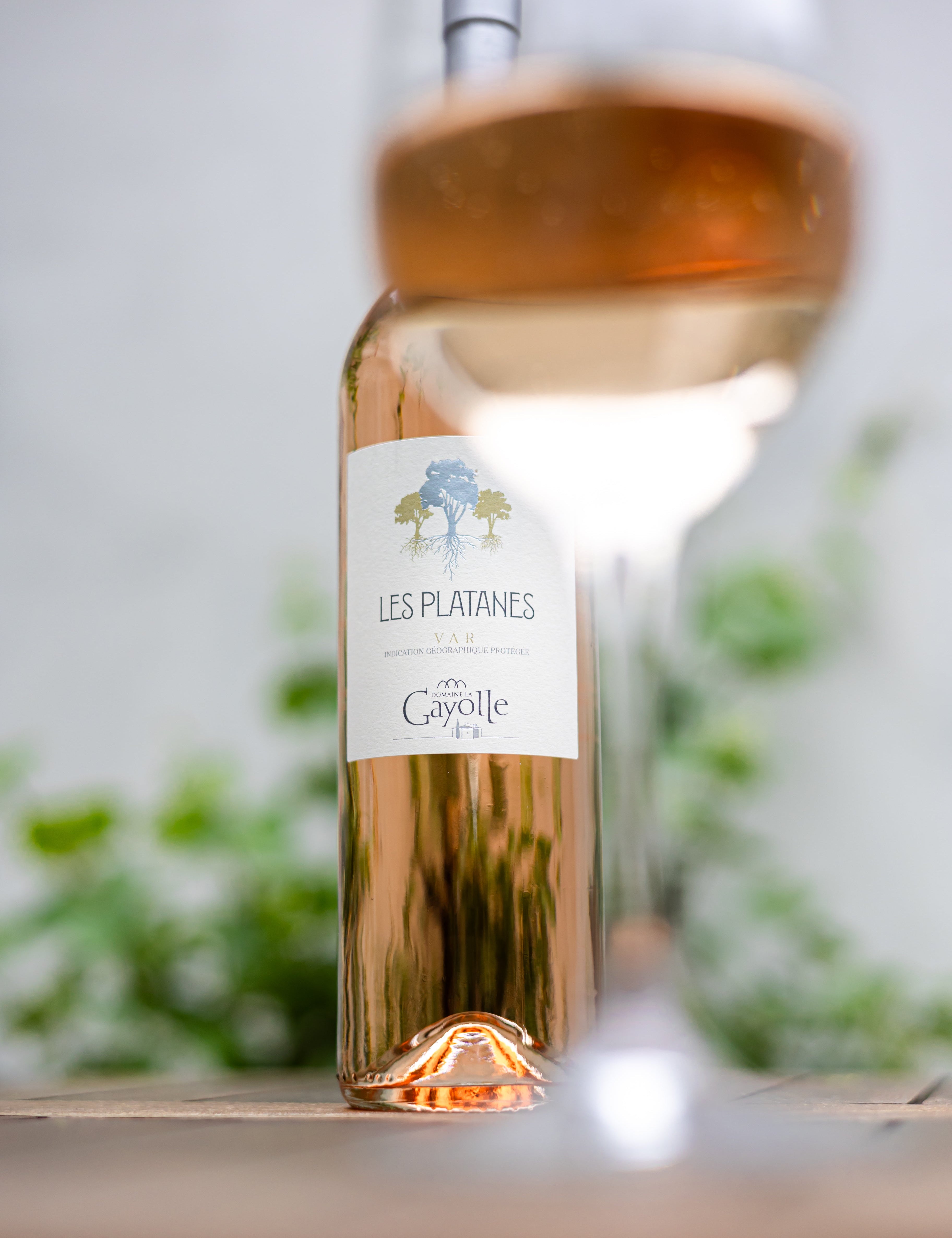 Rosé All Day!